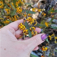 Daviesia suaveolens at Tinderry, NSW - 30 Oct 2024