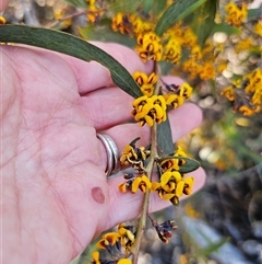 Daviesia suaveolens at Tinderry, NSW - 30 Oct 2024