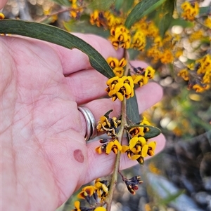 Daviesia suaveolens at Tinderry, NSW - 30 Oct 2024 04:28 PM