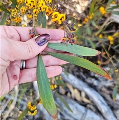 Daviesia suaveolens at Tinderry, NSW - 30 Oct 2024