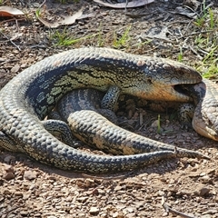 Tiliqua nigrolutea (Blotched Blue-tongue) at Tinderry, NSW - 30 Oct 2024 by Csteele4