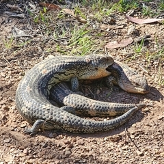 Tiliqua nigrolutea at Tinderry, NSW - 30 Oct 2024