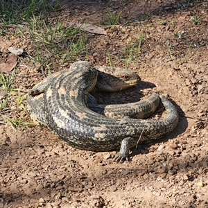 Tiliqua nigrolutea at Tinderry, NSW - 30 Oct 2024