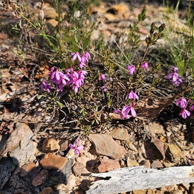 Tetratheca bauerifolia (Heath Pink-bells) at Tinderry, NSW - 30 Oct 2024 by Csteele4