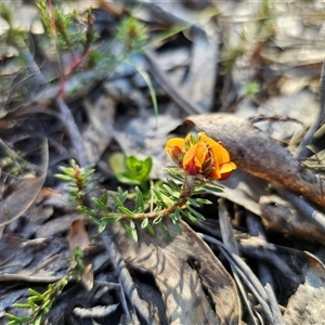 Pultenaea subspicata at Tinderry, NSW - 30 Oct 2024 04:20 PM