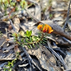 Pultenaea subspicata at Tinderry, NSW - 30 Oct 2024 04:20 PM