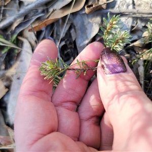 Pultenaea subspicata at Tinderry, NSW - 30 Oct 2024