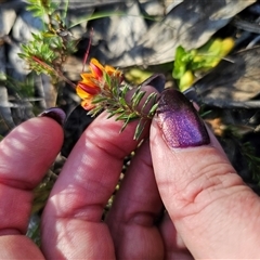 Pultenaea subspicata at Tinderry, NSW - 30 Oct 2024 04:20 PM