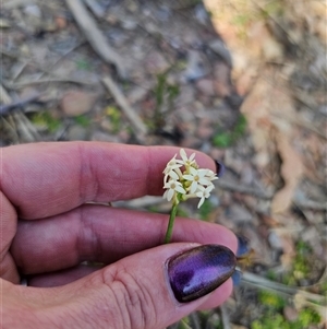 Stackhousia monogyna at Tinderry, NSW - 30 Oct 2024