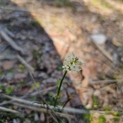 Stackhousia monogyna at Tinderry, NSW - 30 Oct 2024