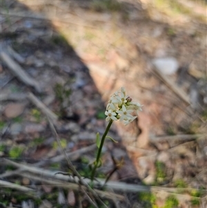 Stackhousia monogyna at Tinderry, NSW - 30 Oct 2024