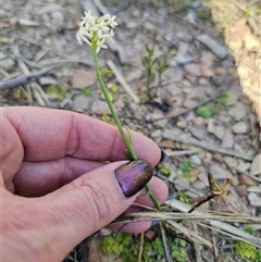 Stackhousia monogyna at Tinderry, NSW - 30 Oct 2024