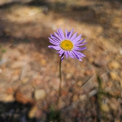 Brachyscome spathulata (Coarse Daisy, Spoon-leaved Daisy) at Tinderry, NSW - 30 Oct 2024 by Csteele4