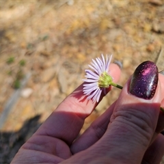 Brachyscome spathulata at Tinderry, NSW - 30 Oct 2024 04:16 PM