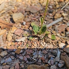 Brachyscome spathulata at Tinderry, NSW - 30 Oct 2024