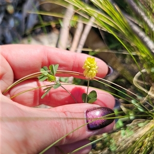 Trifolium campestre at Tinderry, NSW - 30 Oct 2024