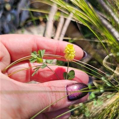 Trifolium campestre (Hop Clover) at Tinderry, NSW - 30 Oct 2024 by Csteele4