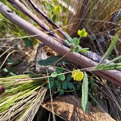 Trifolium campestre at Tinderry, NSW - 30 Oct 2024