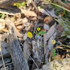 Trifolium campestre at Tinderry, NSW - 30 Oct 2024 04:15 PM