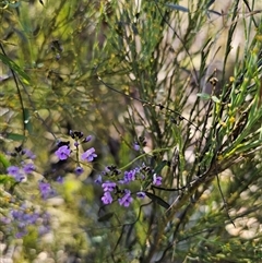 Glycine clandestina (Twining Glycine) at Tinderry, NSW - 30 Oct 2024 by Csteele4