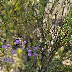 Glycine clandestina (Twining Glycine) at Tinderry, NSW - 30 Oct 2024 by Csteele4