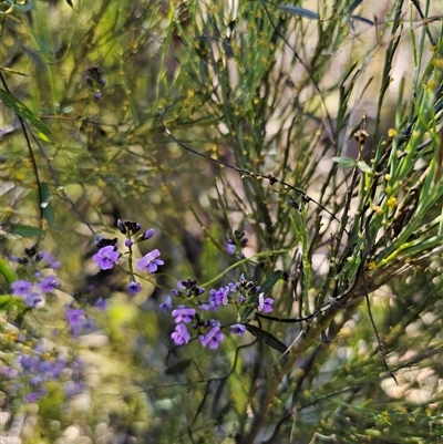 Glycine clandestina (Twining Glycine) at Tinderry, NSW - 30 Oct 2024 by Csteele4