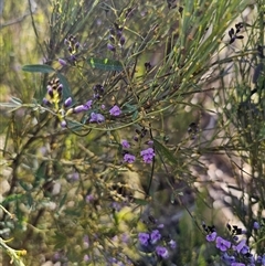 Glycine clandestina at Tinderry, NSW - 30 Oct 2024