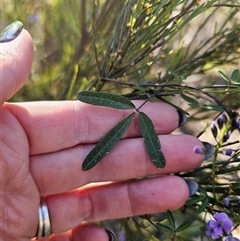 Glycine clandestina at Tinderry, NSW - 30 Oct 2024