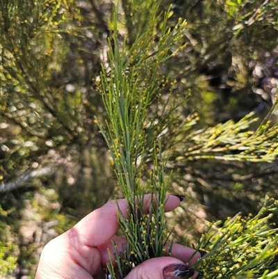 Exocarpos strictus (Dwarf Cherry) at Tinderry, NSW - 30 Oct 2024 by Csteele4