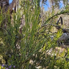 Exocarpos strictus at Tinderry, NSW - 30 Oct 2024