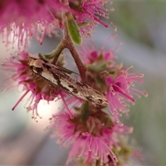 Eusemocosma pruinosa (Philobota Group Concealer Moth) at Murrumbateman, NSW - 30 Oct 2024 by SimoneC