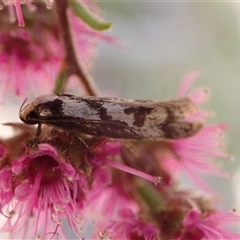 Eusemocosma pruinosa at Murrumbateman, NSW - 30 Oct 2024