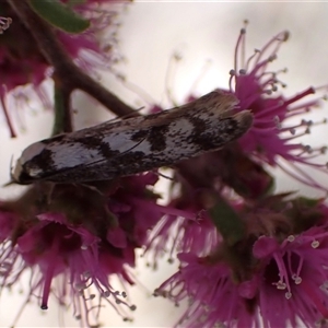 Eusemocosma pruinosa at Murrumbateman, NSW - 30 Oct 2024