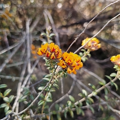 Oxylobium ellipticum (Common Shaggy Pea) at Tinderry, NSW - 30 Oct 2024 by Csteele4