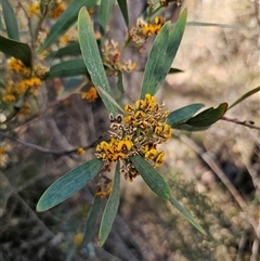 Daviesia mimosoides (Bitter Pea) at Tinderry, NSW - 30 Oct 2024 by Csteele4