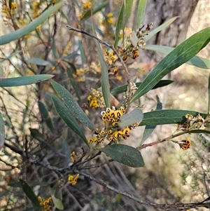 Daviesia mimosoides at Tinderry, NSW - 30 Oct 2024