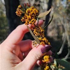 Daviesia mimosoides at Tinderry, NSW - 30 Oct 2024 04:11 PM