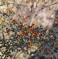 Daviesia ulicifolia (Gorse Bitter-pea) at Tinderry, NSW - 30 Oct 2024 by Csteele4