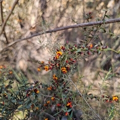 Daviesia ulicifolia at Tinderry, NSW - 30 Oct 2024