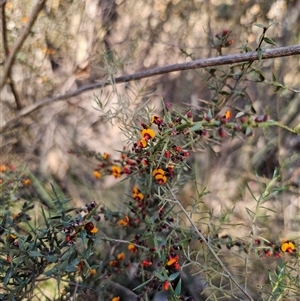 Daviesia ulicifolia at Tinderry, NSW - 30 Oct 2024