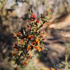 Daviesia ulicifolia at Tinderry, NSW - 30 Oct 2024