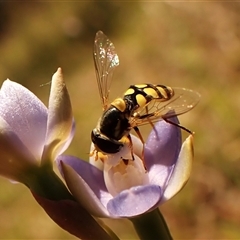 Simosyrphus grandicornis (Common hover fly) at Cook, ACT - 28 Oct 2024 by CathB