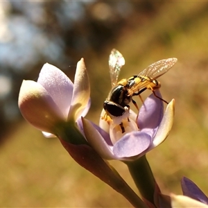 Simosyrphus grandicornis at Cook, ACT - 28 Oct 2024