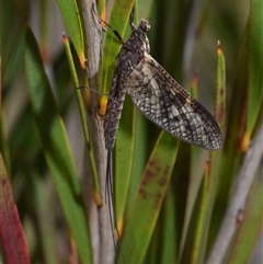 Ephemeroptera (order) (Unidentified Mayfly) at Bredbo, NSW - 30 Oct 2024 by DianneClarke