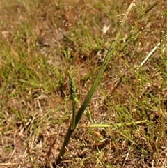 Microtis sp. (Onion Orchid) at Cook, ACT - 28 Oct 2024 by CathB