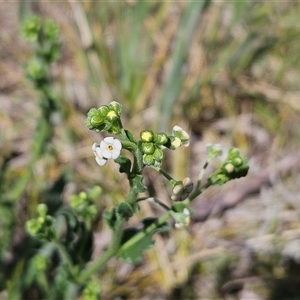 Hackelia suaveolens at Weetangera, ACT - 29 Oct 2024