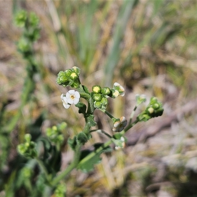 Hackelia suaveolens (Sweet Hounds Tongue) at Weetangera, ACT - 29 Oct 2024 by sangio7