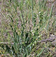 Hackelia suaveolens at Weetangera, ACT - 29 Oct 2024