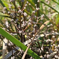 Lomandra multiflora (Many-flowered Matrush) at Weetangera, ACT - 29 Oct 2024 by sangio7