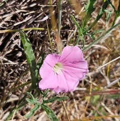 Convolvulus angustissimus subsp. angustissimus (Australian Bindweed) at Weetangera, ACT - 29 Oct 2024 by sangio7